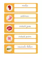 Vista previa - Hojas de trabajo - El cos humà/ El cuerpo humano - página 2