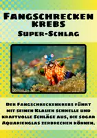 Vorschau - Merkblätter - 20 Lernkarten von Tieren und ihre Fähigkeiten - Seite 2