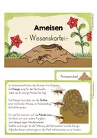 Vorschau - Bildkarten - Die Ameise (Wissenskartei) - Seite 2