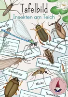 Vorschau - Präsentationen/Tafelbilder - Tafelbild: Insekten am Teich/ See/ Weiher - Deckblatt