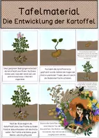 Vorschau - Poster - Differenziertes Tafelmaterial - Die Entwicklung der Kartoffel - Deckblatt