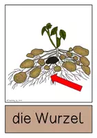 Vorschau - Poster - Differenziertes Tafelmaterial - Aufbau der Kartoffelpflanze - Seite 1