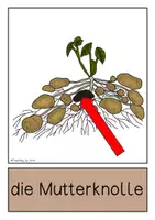 Vorschau - Poster - Differenziertes Tafelmaterial - Aufbau der Kartoffelpflanze - Seite 2