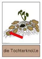Vorschau - Poster - Differenziertes Tafelmaterial - Aufbau der Kartoffelpflanze - Seite 3