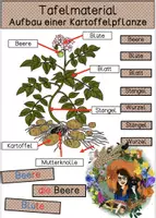 Vorschau - Poster - Differenziertes Tafelmaterial - Aufbau der Kartoffelpflanze - Deckblatt
