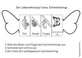 Vorschau - Arbeitsblätter - Lebenskreislauf Schmetterling Aufklappbild und Schaubild - Seite 3