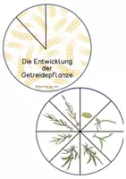 Vorschau - Mal- und Bastelvorlagen - Drehscheibe - Getreide - Seite 1