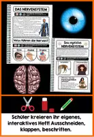 Vorschau - Unterrichtsreihen - Nervensystem Der Mensch - Interaktives Forscherheft | Gehirn - Neuronen - ZNS - Vegetatives Nervensystem - Sympathikus - Parasympathikus - Synapsen etc. - Seite 1