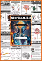 Vorschau - Unterrichtsreihen - Nervensystem Der Mensch - Interaktives Forscherheft | Gehirn - Neuronen - ZNS - Vegetatives Nervensystem - Sympathikus - Parasympathikus - Synapsen etc. - Seite 2