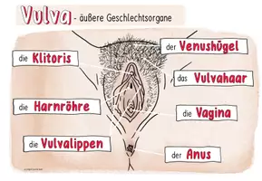 Vorschau - Poster - Plakate: Vagina-Vulva | weibliche Geschlechtsorgane | Sexualerziehung - Seite 2