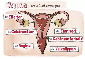 Vorschau - Poster - Plakate: Vagina-Vulva | weibliche Geschlechtsorgane | Sexualerziehung - Seite 3