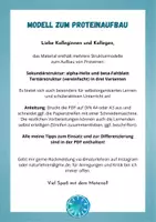 Vorschau - Mal- und Bastelvorlagen - Aufbau der Proteine: Sekundärstruktur & Tertiärstruktur von Proteinen im Modell (Protein Struktur) - Seite 2
