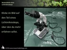 Vorschau - Präsentationen/Tafelbilder - Zellen - Bestandteile eines Lichtmikroskops - Seite 2