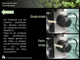 Vorschau - Präsentationen/Tafelbilder - Zellen - Bestandteile eines Lichtmikroskops - Seite 3