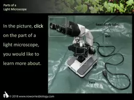 Vorschau - Präsentationen/Tafelbilder - Cells - Parts of a Light Microscope - Seite 2
