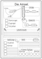Vorschau - Stationenlernen - Forscherheft heimische Vögel | Steckbrief | Sachunterricht - Seite 2