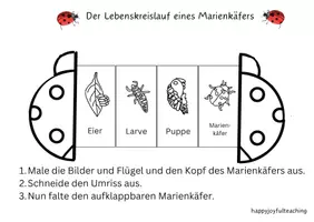 Vorschau - Arbeitsblätter - Lebenskreislauf eines Marienkäfers und Aufklappbild - Seite 2
