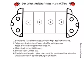 Vorschau - Arbeitsblätter - Lebenskreislauf eines Marienkäfers und Aufklappbild - Seite 3