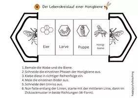 Vorschau - Arbeitsblätter - Lebenskreislauf Honigbiene Aufklappbild + Schaubild - Seite 1