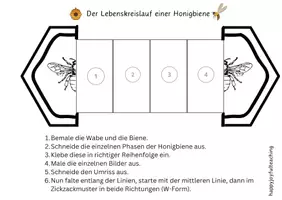 Vorschau - Arbeitsblätter - Lebenskreislauf Honigbiene Aufklappbild + Schaubild - Seite 2
