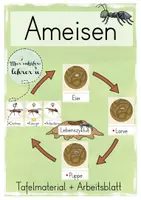Vorschau - Arbeitsblätter - Lebenszyklus Ameise (Tafelmaterial) - Deckblatt
