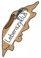 Vorschau - Arbeitsblätter - Lebenszyklus Ameise (Tafelmaterial) - Seite 2