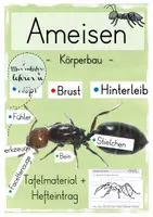 Vorschau - Arbeitsblätter - Die Ameise (Körperbau) Tafelmaterial & Hefteintrag - Deckblatt