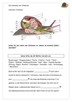 Vorschau - Arbeitsblätter - Rund um Schnecken Texte Aufgaben Lösungen - Seite 2