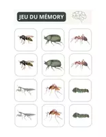 Aperçu - Préparation de séance / Séance complète - Insectes Jeu de mémoire Cartes +6 fiches d'activités - Page 2