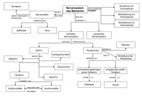 Vorschau - Arbeitsblätter - Überblick über das Nervensystem - Begriffsnetz - Seite 1