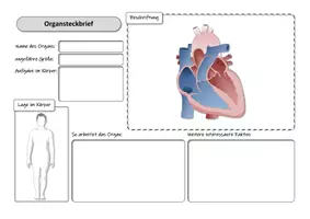 Vorschau - Arbeitsblätter - Organe des Menschen - Steckbriefe - Seite 1
