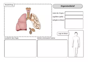 Vorschau - Arbeitsblätter - Organe des Menschen - Steckbriefe - Seite 2