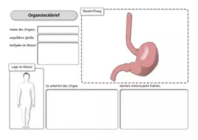 Vorschau - Arbeitsblätter - Organe des Menschen - Steckbriefe - Seite 3