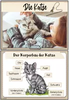 Vorschau - Merkblätter - Haustiere: Die Katze (Infokartei & Fotosammlung) - Seite 2
