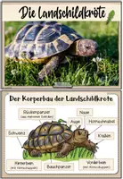 Vorschau - Merkblätter - Haustiere: Die Landschildkröte (Infokartei & Fotosammlung) - Seite 2