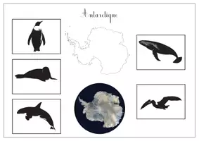 Aperçu - Apprentissages en autonomie - Animaux du monde - Page 2