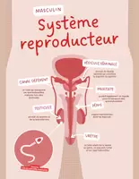 Aperçu - Préparation de séance / Séance complète - Système reproducteur +5 fiches d'activités - Page 2