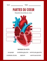 Aperçu - Préparation de séance / Séance complète - Coeur humain +8 fiches d'activités - Page 3