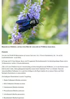 Vorschau - Stationenlernen - Wildbienen Einführung 14 PDF/AB/Bilder/+Interaktiv/+H5P/Übungen - Deckblatt