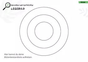 Vorschau - Stundenentwürfe - Aufbau von Blüten, Legeblatt, Blütendiagramm - 5. Klasse fertige Unterrichtsstunde Biologie - Seite 1