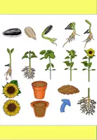 Vorschau - selbst erstellte Cliparts/Grafiken - Clipart Sonnenblume Entwicklung / Kreislauf- Vom Kern zur Sonnenblume 34 Stück - Seite 1