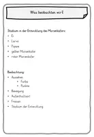 Vorschau - Stundenentwürfe - Beobachtungstagebuch Marienkäfer - Seite 2