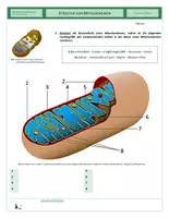 Vorschau - Arbeitsblätter - Zellen - Struktur von Mitochondrien - Seite 1