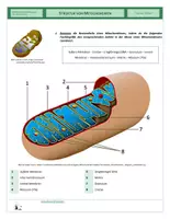 Vorschau - Arbeitsblätter - Zellen - Struktur von Mitochondrien - Seite 2