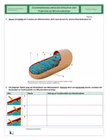 Vorschau - Arbeitsblätter - Zellen - Struktur von Mitochondrien - Seite 3