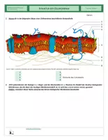 Vorschau - Arbeitsblätter - Zellen - Struktur der Zellmembran und Transport von Stoffen durch Membranen - Seite 1