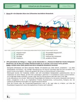 Vorschau - Arbeitsblätter - Zellen - Struktur der Zellmembran und Transport von Stoffen durch Membranen - Seite 3