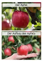 Vorschau - Text - Differenzierte Wissenskarten - Apfel - Seite 1
