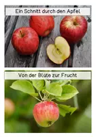 Vorschau - Text - Differenzierte Wissenskarten - Apfel - Seite 3