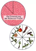 Vorschau - Mal- und Bastelvorlagen - Drehscheibe - Apfel - Seite 2